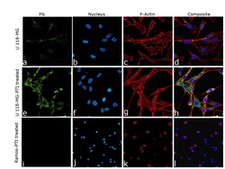 Invitrogen Fibronectin Monoclonal Antibody (FN-3), eBioscience , Invitrogen