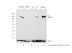 Invitrogen Fibronectin Monoclonal Antibody (FN-3), eBioscience , Invitrogen