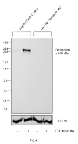 Invitrogen Fibronectin Monoclonal Antibody (FN-3), eBioscience , Invitrogen