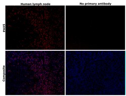 Invitrogen PAX5 Monoclonal Antibody (1H9), eBioscience , Invitrogen 100