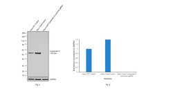 Invitrogen Cytokeratin 8 Monoclonal Antibody (LP3K), eBioscience 100 &mu;g;