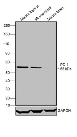 Invitrogen CD279 (PD-1) Monoclonal Antibody (MIH4), eBioscience , Invitrogen
