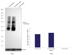 Invitrogen CD184 (CXCR4) Monoclonal Antibody (2B11), eBioscience 100 &mu;g;