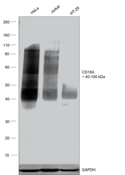 Invitrogen CD184 (CXCR4) Monoclonal Antibody (2B11), eBioscience 100 &mu;g;
