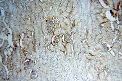 IGSF11 Rabbit anti-Human, Mouse, Rat, Polyclonal, Proteintech 150 &mu;L;