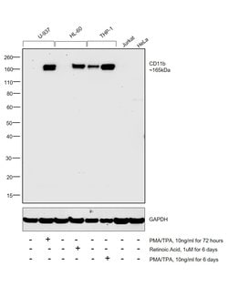CD11b Monoclonal Antibody (C67F154), eBioscience , Invitrogen:Antibodies:Primary