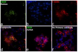 Invitrogen CD20 Monoclonal Antibody (2H7), eBioscience , Invitrogen:Antibodies:Primary