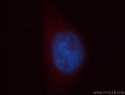 SOCS3 Rabbit anti-Human, Mouse, Polyclonal, Proteintech 150 &mu;L; Unconjugated:Antibodies,