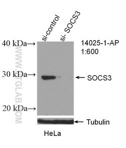 SOCS3 Rabbit anti-Human, Mouse, Polyclonal, Proteintech 150 &mu;L; Unconjugated:Antibodies,