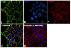 Invitrogen CD29 (Integrin beta 1) Monoclonal Antibody (TS2/16), eBioscience