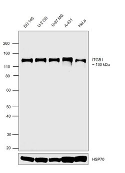 Invitrogen CD29 (Integrin beta 1) Monoclonal Antibody (TS2/16), eBioscience