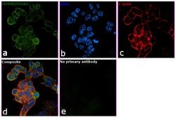 Invitrogen CD49b (Integrin alpha 2) Monoclonal Antibody (eBioY418 (Y418)),