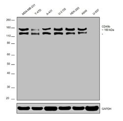 Invitrogen CD49b (Integrin alpha 2) Monoclonal Antibody (eBioY418 (Y418)),