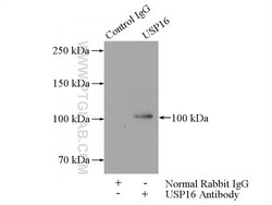 USP16 Rabbit anti-Human, Mouse, Rat, Polyclonal, Proteintech:Antibodies:Primary