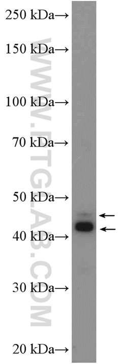 CD200 Rabbit anti-Human, Mouse, Rat, Polyclonal, Proteintech:Antibodies:Primary