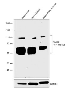 CD62E (E-selectin) Monoclonal Antibody (P2H3), eBioscience , Invitrogen:Antibodies,