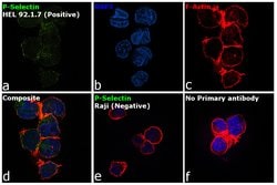 CD62P (P-Selectin) Monoclonal Antibody (AK-4), eBioscience , Invitrogen:Antibodies:Primary