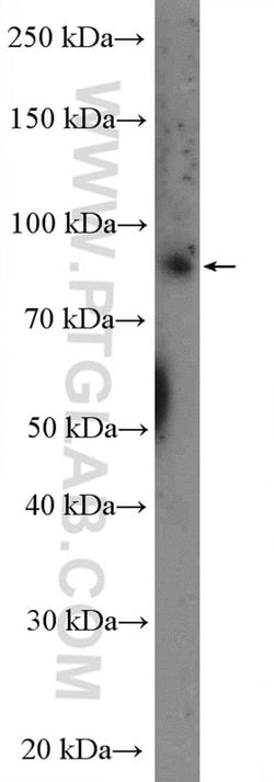 L3MBTL3 Rabbit anti-Human, Mouse, Polyclonal, Proteintech:Antibodies:Primary