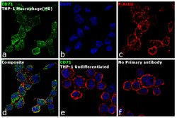 Invitrogen CD71 (Transferrin Receptor) Monoclonal Antibody (MRQ-48), eBioscience