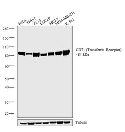 Invitrogen CD71 (Transferrin Receptor) Monoclonal Antibody (MRQ-48), eBioscience