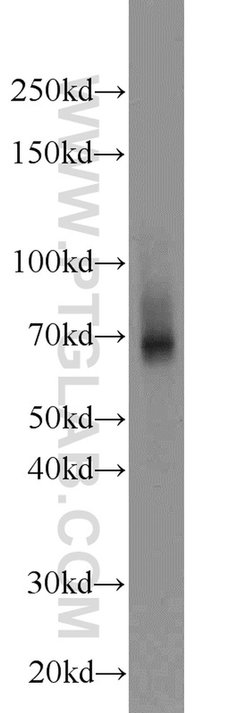 ZNF354A Rabbit anti-Human, Mouse, Rat, Polyclonal, Proteintech 20 &mu;L;