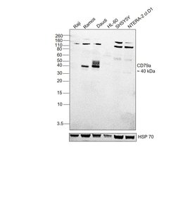 CD79a Monoclonal Antibody (24C2.5), eBioscience , Invitrogen:Antibodies:Primary