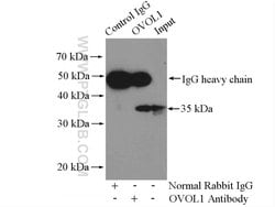 OVOL1 Rabbit anti-Human, Mouse, Rat, Polyclonal, Proteintech:Antibodies:Primary