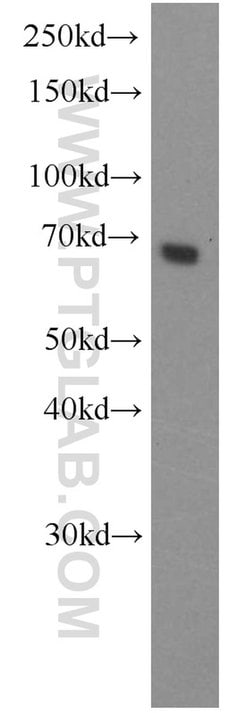 ACBD3 Rabbit anti-Human, Mouse, Rat, Polyclonal, Proteintech:Antibodies:Primary