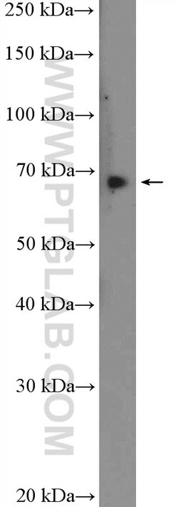 ACBD3 Rabbit anti-Human, Mouse, Rat, Polyclonal, Proteintech:Antibodies:Primary