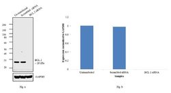 Invitrogen Bcl-2 Monoclonal Antibody (Bcl-2/100), eBioscience 100 &mu;g;