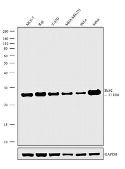 Invitrogen Bcl-2 Monoclonal Antibody (Bcl-2/100), eBioscience 100 &mu;g;