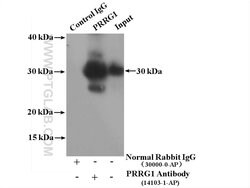 PRRG1 Rabbit anti-Human, Mouse, Rat, Polyclonal, Proteintech:Antibodies:Primary