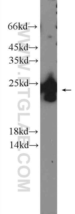PRRG1 Rabbit anti-Human, Mouse, Rat, Polyclonal, Proteintech:Antibodies:Primary