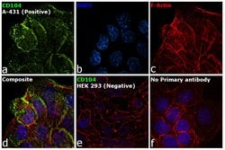 CD104 (Integrin beta 4) Monoclonal Antibody (439-9B), eBioscience , Invitrogen:Antibodies:Primary