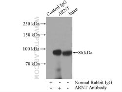 ARNT/HIF1B Rabbit anti-Human, Mouse, Polyclonal, Proteintech 150 &mu;L;