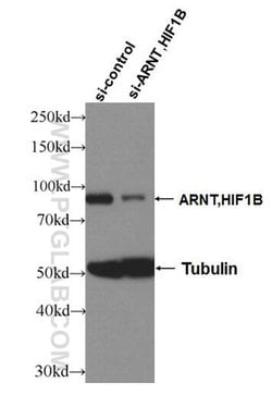 ARNT/HIF1B Rabbit anti-Human, Mouse, Polyclonal, Proteintech 150 &mu;L;