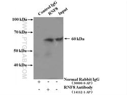 RNF8 Rabbit anti-Human, Mouse, Rat, Polyclonal, Proteintech 150 &mu;L;
