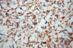ATP5J Rabbit anti-Human, Mouse, Rat, Polyclonal, Proteintech:Antibodies:Primary