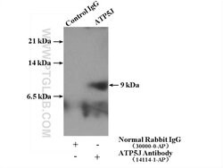 ATP5J Rabbit anti-Human, Mouse, Rat, Polyclonal, Proteintech:Antibodies:Primary