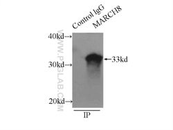 MARCH8 Rabbit anti-Human, Mouse, Polyclonal, Proteintech:Antibodies:Primary