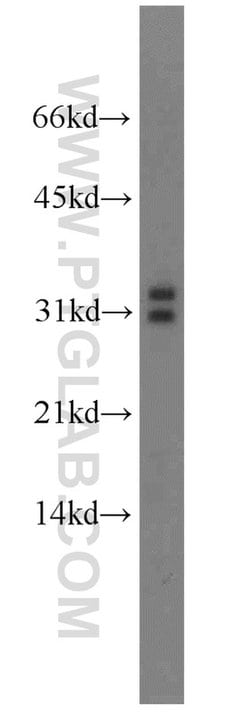 MARCH8 Rabbit anti-Human, Mouse, Polyclonal, Proteintech:Antibodies:Primary