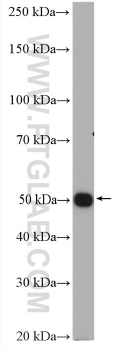Kir2.2 Rabbit anti-Human, Mouse, Rat, Polyclonal, Proteintech:Antibodies:Primary