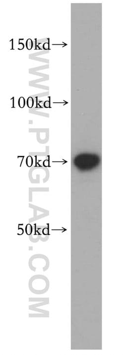 RUFY2 Rabbit anti-Human, Mouse, Rat, Polyclonal, Proteintech 150 &mu;L;