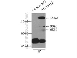 ADAM12 Rabbit anti-Human, Mouse, Polyclonal, Proteintech 20 &mu;L; Unconjugated:Antibodies,