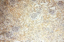VSIG1 Rabbit anti-Human, Polyclonal, Proteintech:Antibodies:Primary Antibodies