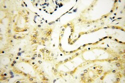 VSIG1 Rabbit anti-Human, Polyclonal, Proteintech:Antibodies:Primary Antibodies