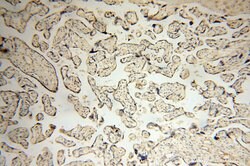 VSIG1 Rabbit anti-Human, Polyclonal, Proteintech:Antibodies:Primary Antibodies