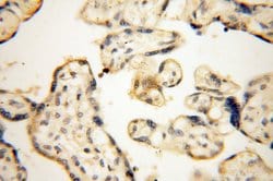 VSIG1 Rabbit anti-Human, Polyclonal, Proteintech:Antibodies:Primary Antibodies