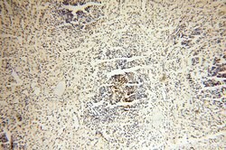 VSIG1 Rabbit anti-Human, Polyclonal, Proteintech:Antibodies:Primary Antibodies