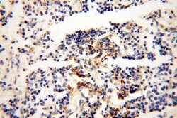 VSIG1 Rabbit anti-Human, Polyclonal, Proteintech:Antibodies:Primary Antibodies